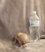 Little bit , a female Chihuahua for sale in Navasota, TX – 2 of 10