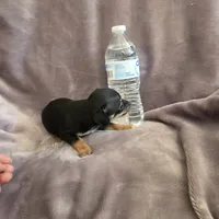 Hershey , a male Chihuahua for sale in Navasota, TX – 3 of 9