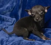 Magic, a male Chihuahua for sale in Navasota, TX – 3 of 9