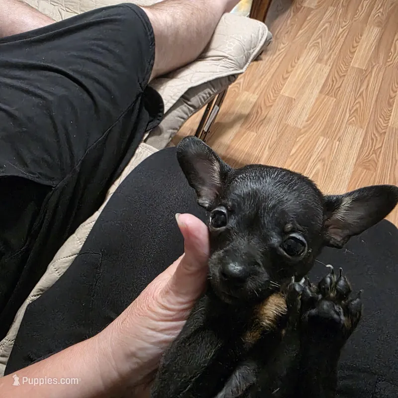 Magic – Chihuahua puppy for sale in Navasota, TX