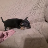 Carmel , a female Chihuahua for sale in Navasota, TX – Photo 8 of 8