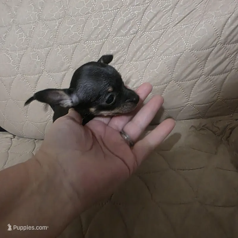 Carmel  – Chihuahua puppy for sale in Navasota, TX