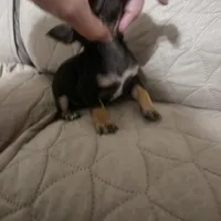 Carmel , a female Chihuahua for sale in Navasota, TX – Photo 2 of 8