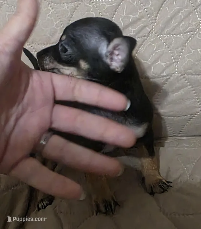 Carmel  – Chihuahua puppy for sale in Navasota, TX