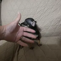 Carmel , a female Chihuahua for sale in Navasota, TX – Photo 3 of 8