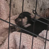 Snickers, a male Chihuahua for sale in Navasota, TX – Photo 4 of 6