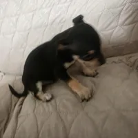 Snickers, a male Chihuahua for sale in Navasota, TX – Photo 3 of 6