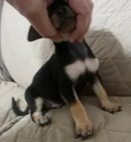 Snickers, a male Chihuahua for sale in Navasota, TX – Photo 2 of 6