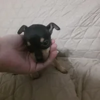 Snickers, a male Chihuahua for sale in Navasota, TX – Photo 1 of 6