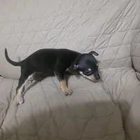 Snickers, a male Chihuahua for sale in Navasota, TX – Photo 6 of 6