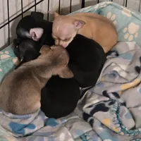 Snickers, a male Chihuahua for sale in Navasota, TX – Photo 5 of 6