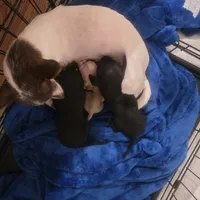 Little bit , a female Chihuahua for sale in Navasota, TX – 9 of 10