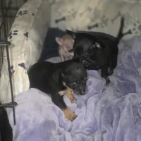 Magic, a male Chihuahua for sale in Navasota, TX – 6 of 10