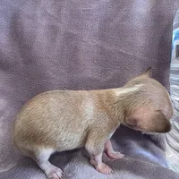 Little bit , a female Chihuahua for sale in Navasota, TX – 3 of 10
