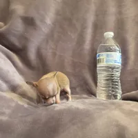 Little bit , a female Chihuahua for sale in Navasota, TX – 8 of 10