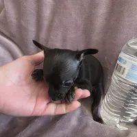 Midnight, a male Chihuahua for sale in Navasota, TX – 5 of 9