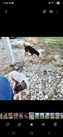 Midnight, a male Chihuahua for sale in Navasota, TX – 7 of 9