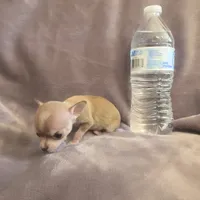 Little bit , a female Chihuahua for sale in Navasota, TX – 4 of 10
