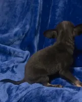 Magic, a male Chihuahua for sale in Navasota, TX – 4 of 9