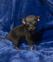 Magic, a male Chihuahua for sale in Navasota, TX – 2 of 9