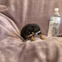 Hershey , a male Chihuahua for sale in Navasota, TX – 4 of 10
