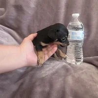 Hershey , a male Chihuahua for sale in Navasota, TX – 4 of 9