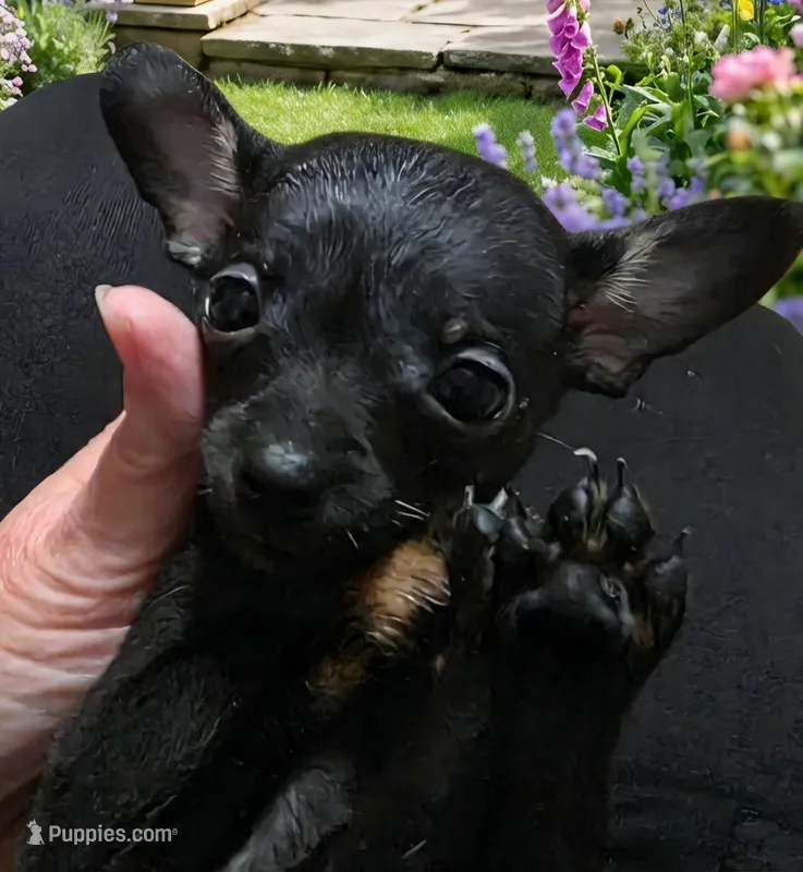 Midnight – Chihuahua puppy for sale in Navasota, TX