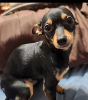 Magic, a male Chihuahua for sale in Navasota, TX – 8 of 10