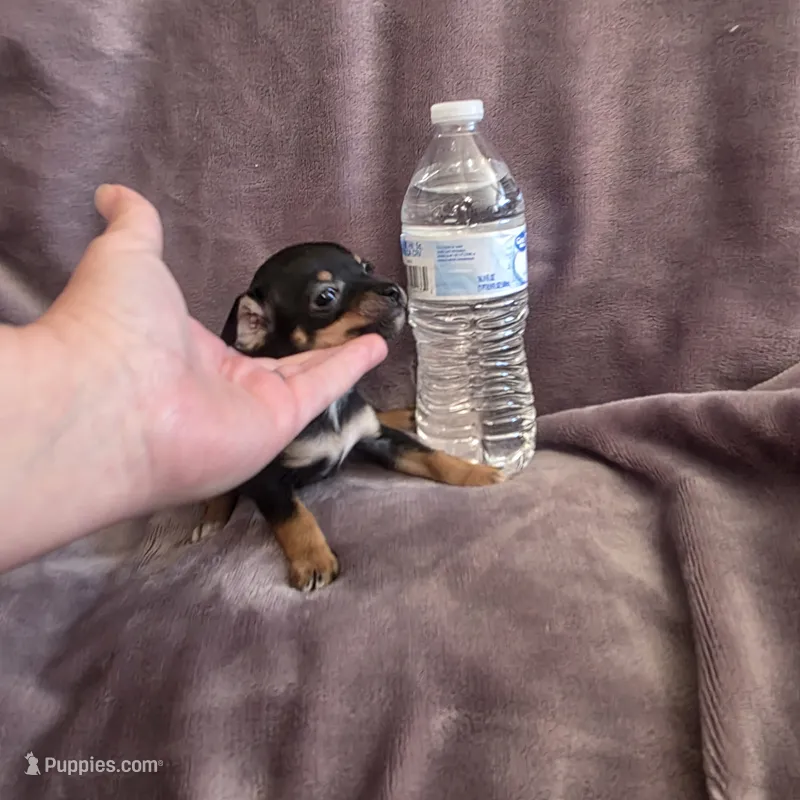 Hershey  – Chihuahua puppy for sale in Navasota, TX