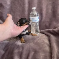 Hershey , a male Chihuahua for sale in Navasota, TX – 1 of 10