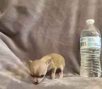 Little bit , a female Chihuahua for sale in Navasota, TX – 7 of 10