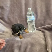 Hershey , a male Chihuahua for sale in Navasota, TX – 3 of 10