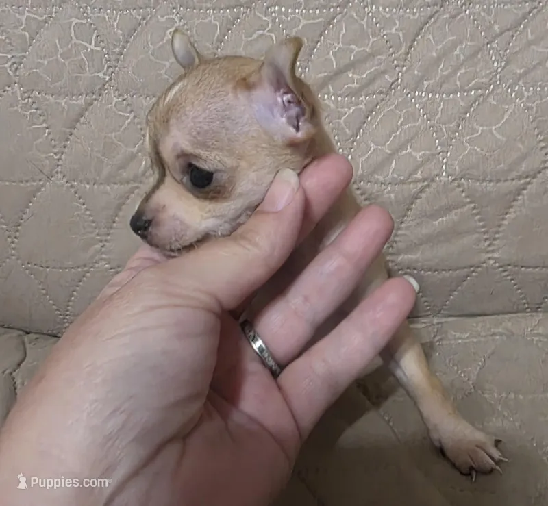 Pinky – Chihuahua puppy for sale in Navasota, TX