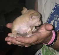 Pinky, a female Chihuahua for sale in Navasota, TX – Photo 10 of 10