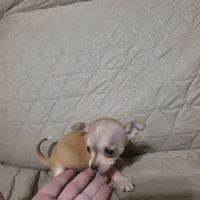 Pinky, a female Chihuahua for sale in Navasota, TX – Photo 5 of 10