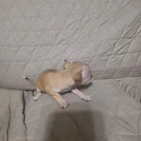 Pinky, a female Chihuahua for sale in Navasota, TX – Photo 4 of 10