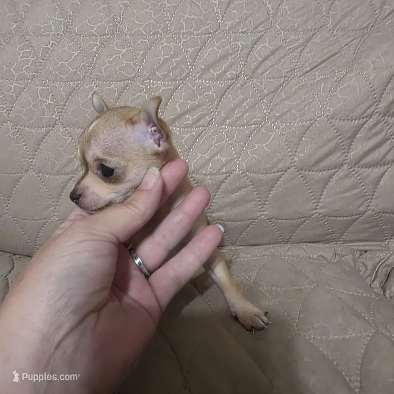 Pinky – Chihuahua puppy for sale in Navasota, TX