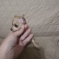 Pinky, a female Chihuahua for sale in Navasota, TX – Photo 1 of 10