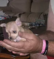 Pinky, a female Chihuahua for sale in Navasota, TX – Photo 9 of 10