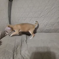 Pinky, a female Chihuahua for sale in Navasota, TX – Photo 3 of 10