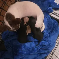 Hershey , a male Chihuahua for sale in Navasota, TX – 5 of 9