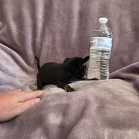 Midnight, a male Chihuahua for sale in Navasota, TX – 2 of 9