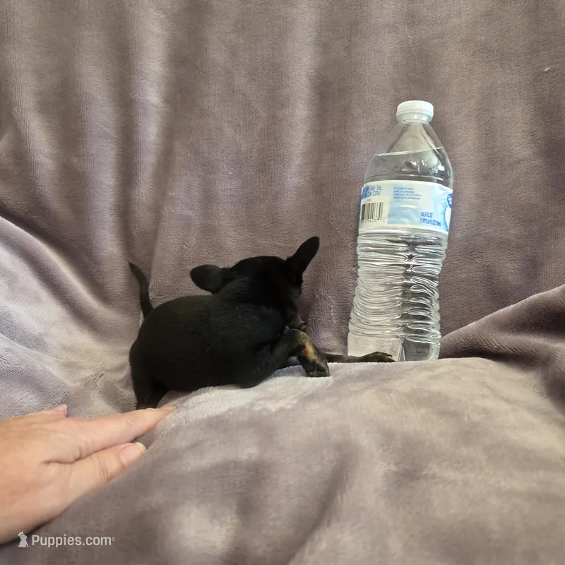 Magic – Chihuahua puppy for sale in Navasota, TX
