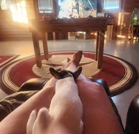 Hershey , a male Chihuahua for sale in Navasota, TX – 7 of 10