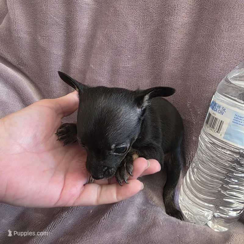 Magic – Chihuahua puppy for sale in Navasota, TX