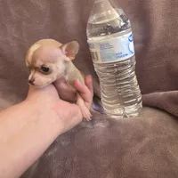 Little bit , a female Chihuahua for sale in Navasota, TX – 6 of 10