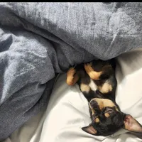 Magic, a male Chihuahua for sale in Navasota, TX – 9 of 10