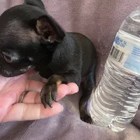 Magic, a male Chihuahua for sale in Navasota, TX – 3 of 10