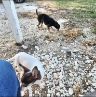 Little bit , a female Chihuahua for sale in Navasota, TX – 10 of 10