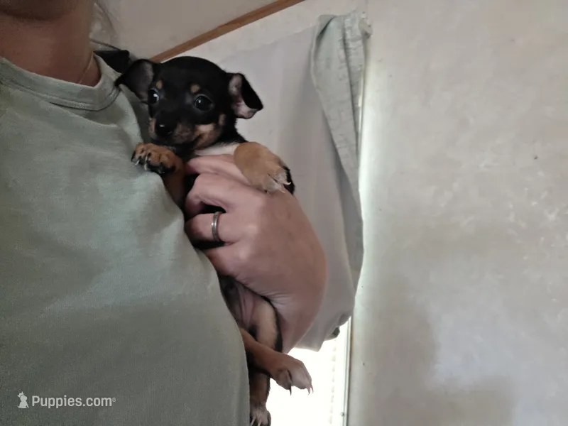Hershey  – Chihuahua puppy for sale in Navasota, TX